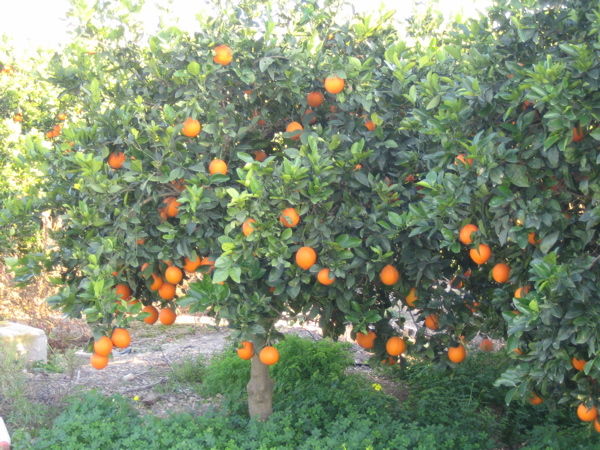 Appelsínur