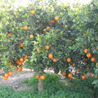 Appelsínur