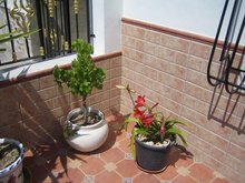 V�nberjatr�� og laukur sem bl�mstrar svo fallega